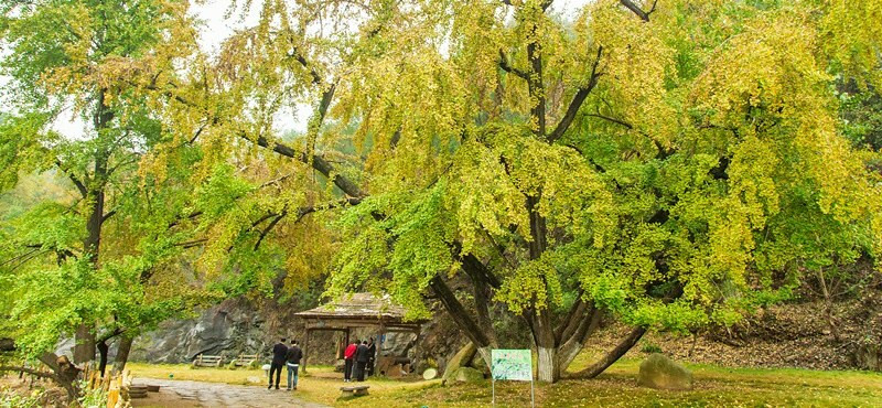 【中國湖北-隨州景點】中國千年銀杏谷景區.世界最大古銀杏村落.500萬餘株銀杏.千年銀杏十里畫廊.電影聶影娘拍攝地